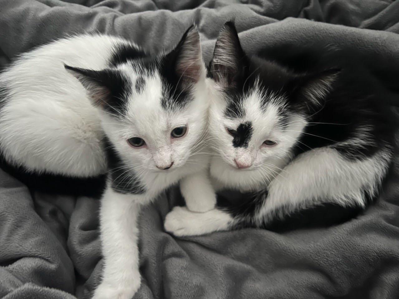 Enlarge Kitten Athena, a Adopted Domestic Short Hair in Seal Beach, CA image 1/3