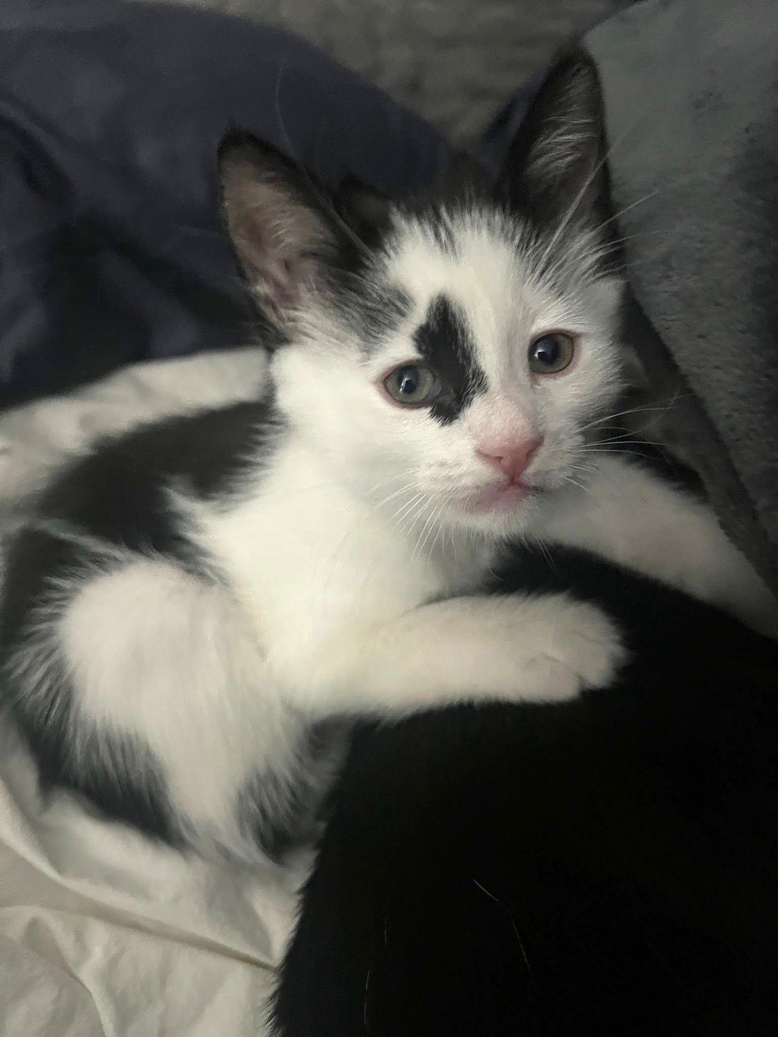 Enlarge Kitten Athena, a Adopted Domestic Short Hair in Seal Beach, CA image 2/3