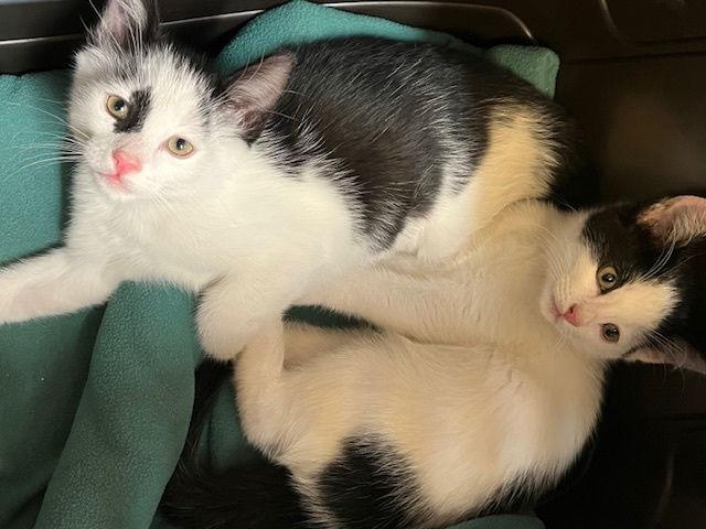 Enlarge Kitten Athena, a Adopted Domestic Short Hair in Seal Beach, CA image 3/3