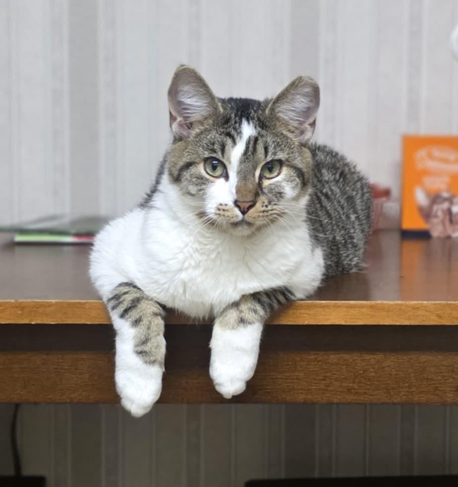 George, a ADOPTABLE Domestic Short Hair in Mechanicsburg, PA image 1/6