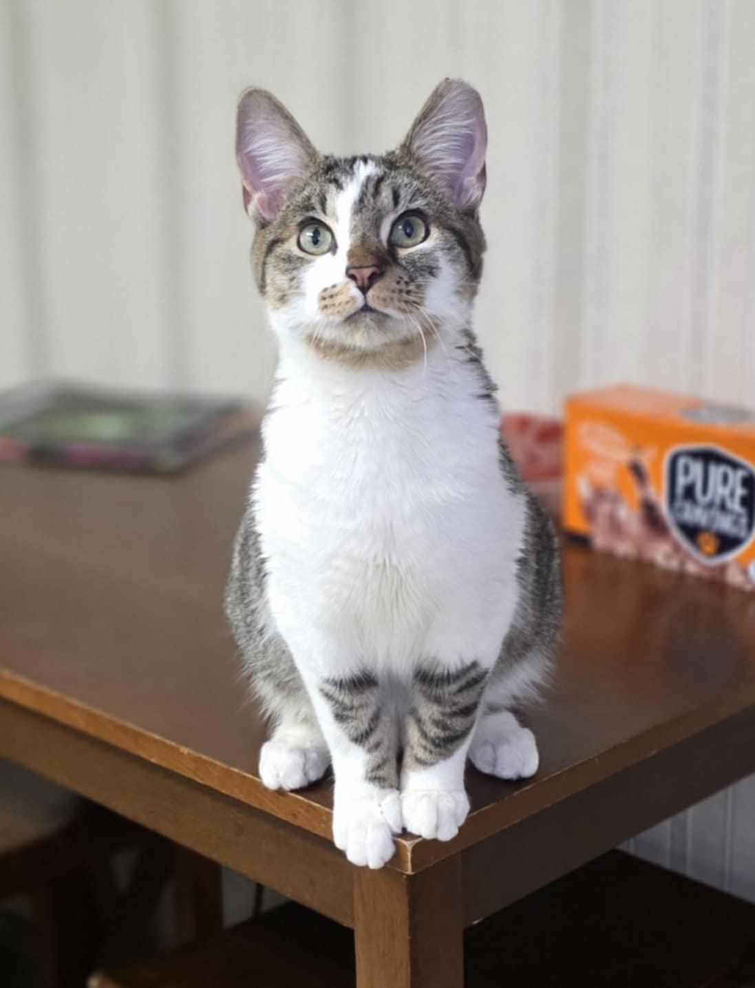 George, a ADOPTABLE Domestic Short Hair in Mechanicsburg, PA image 2/6