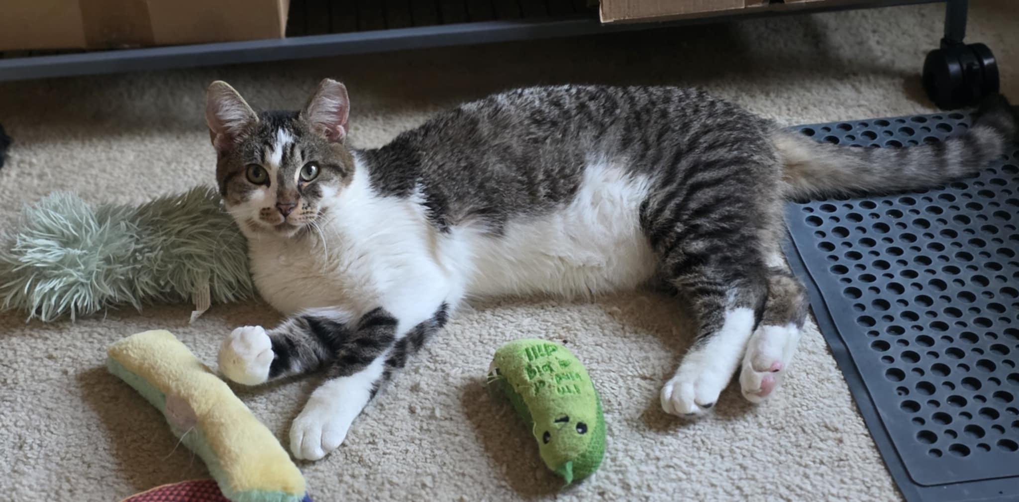 George, a ADOPTABLE Domestic Short Hair in Mechanicsburg, PA image 3/6