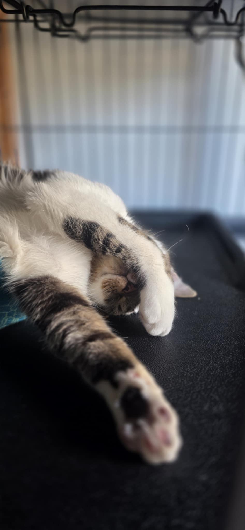 George, a ADOPTABLE Domestic Short Hair in Mechanicsburg, PA image 4/6