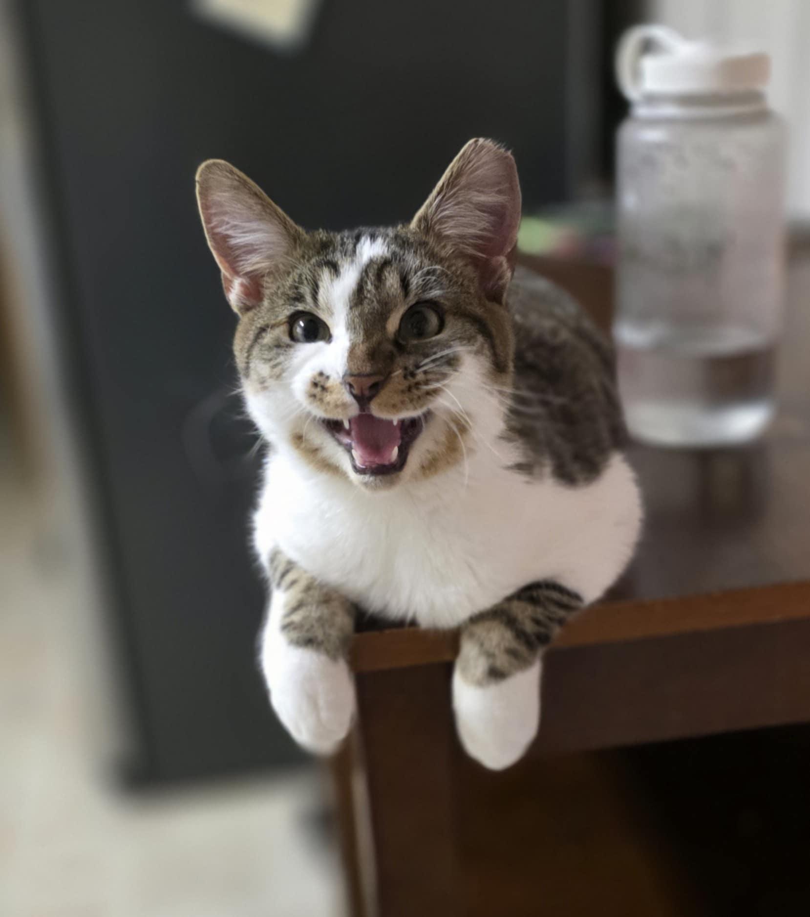 George, a ADOPTABLE Domestic Short Hair in Mechanicsburg, PA image 5/6