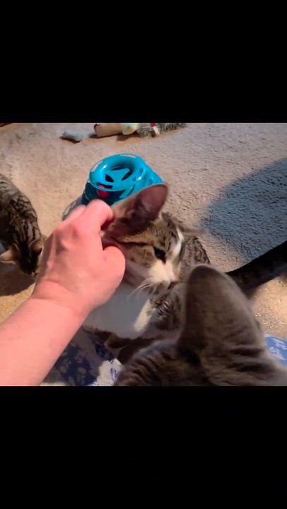 Enlarge George, a ADOPTABLE Domestic Short Hair in Mechanicsburg, PA video 6/6