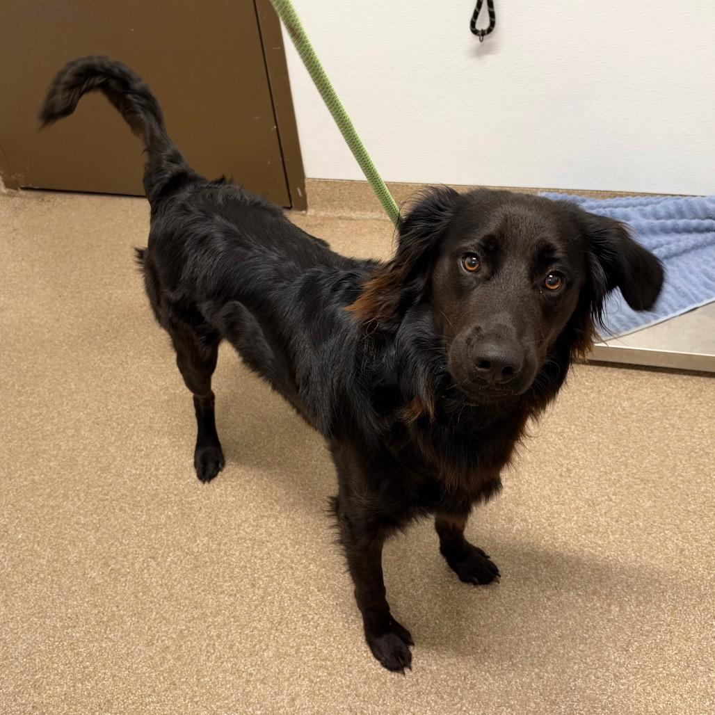 Barron, Adoptable, Adult Male Flat-Coated Retriever & Mixed Breed.