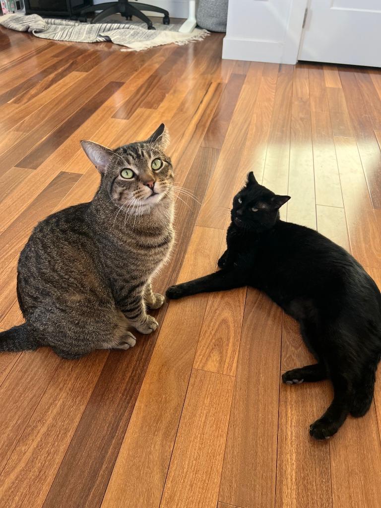 Stitch - Pending Adoption / Shadow - Pending Adoption, Adoptable, Adult Male Domestic Short Hair.