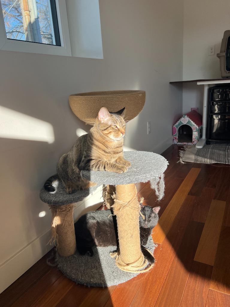 Enlarge Stitch - Pending Adoption / Shadow - Pending Adoption, a Adoptable mixed breed in Minneapolis, MN image 2/6