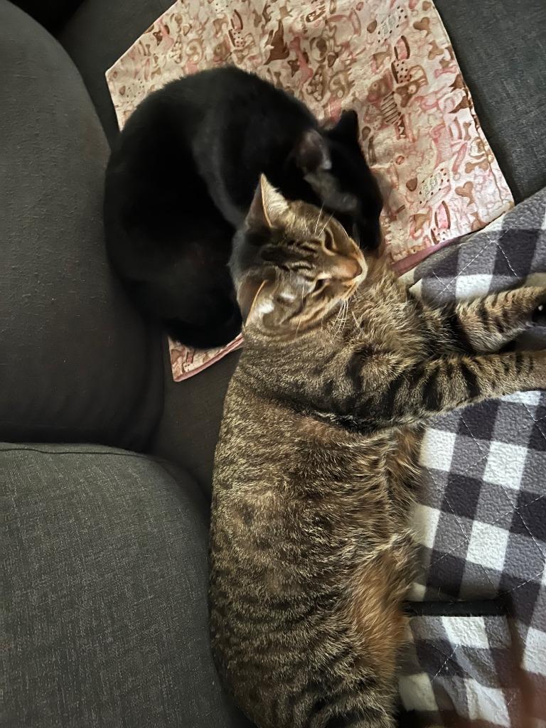 Enlarge Stitch - Pending Adoption / Shadow - Pending Adoption, a Adoptable mixed breed in Minneapolis, MN image 4/6