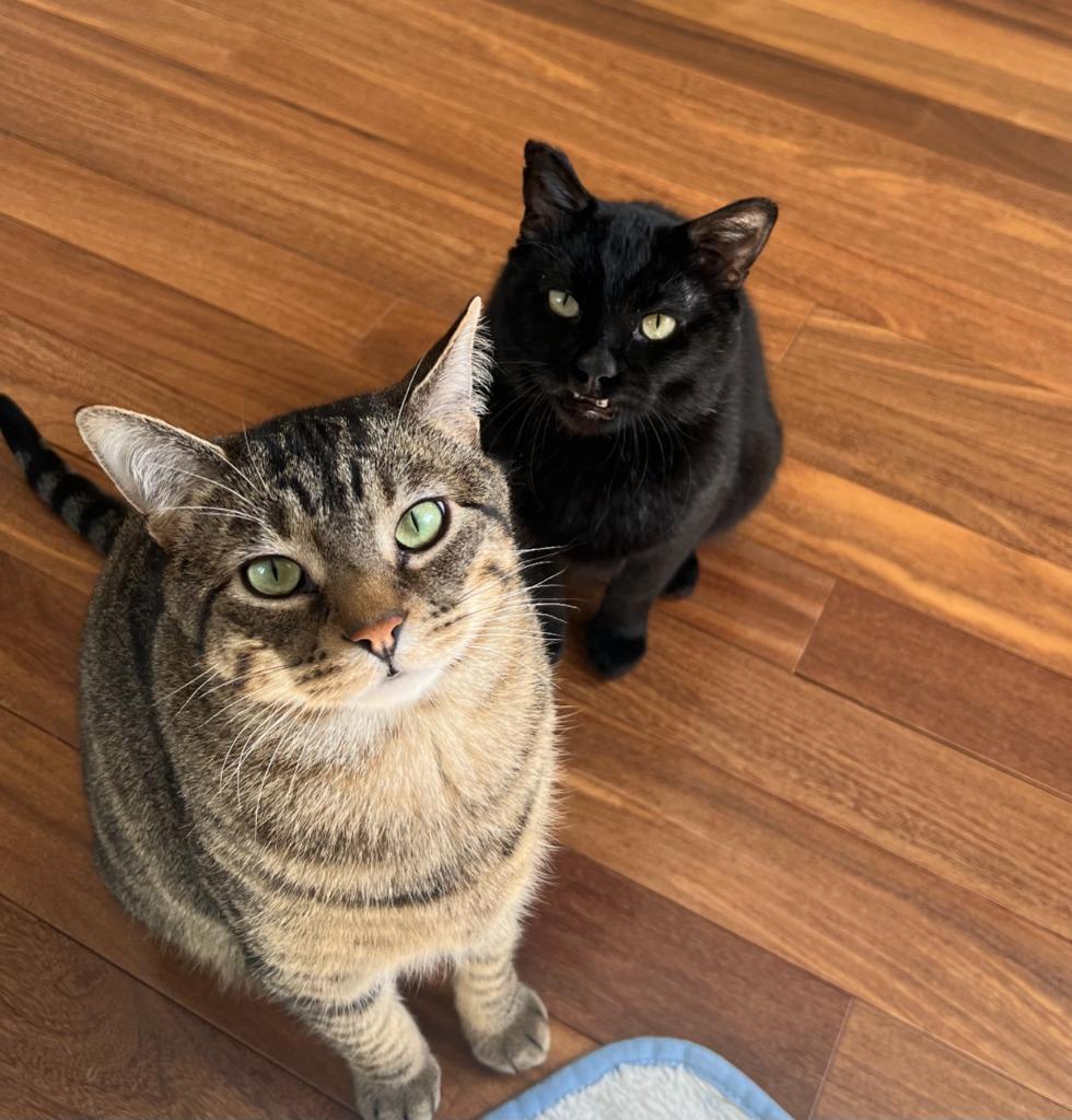 Enlarge Stitch - Pending Adoption / Shadow - Pending Adoption, a Adoptable mixed breed in Minneapolis, MN image 5/6