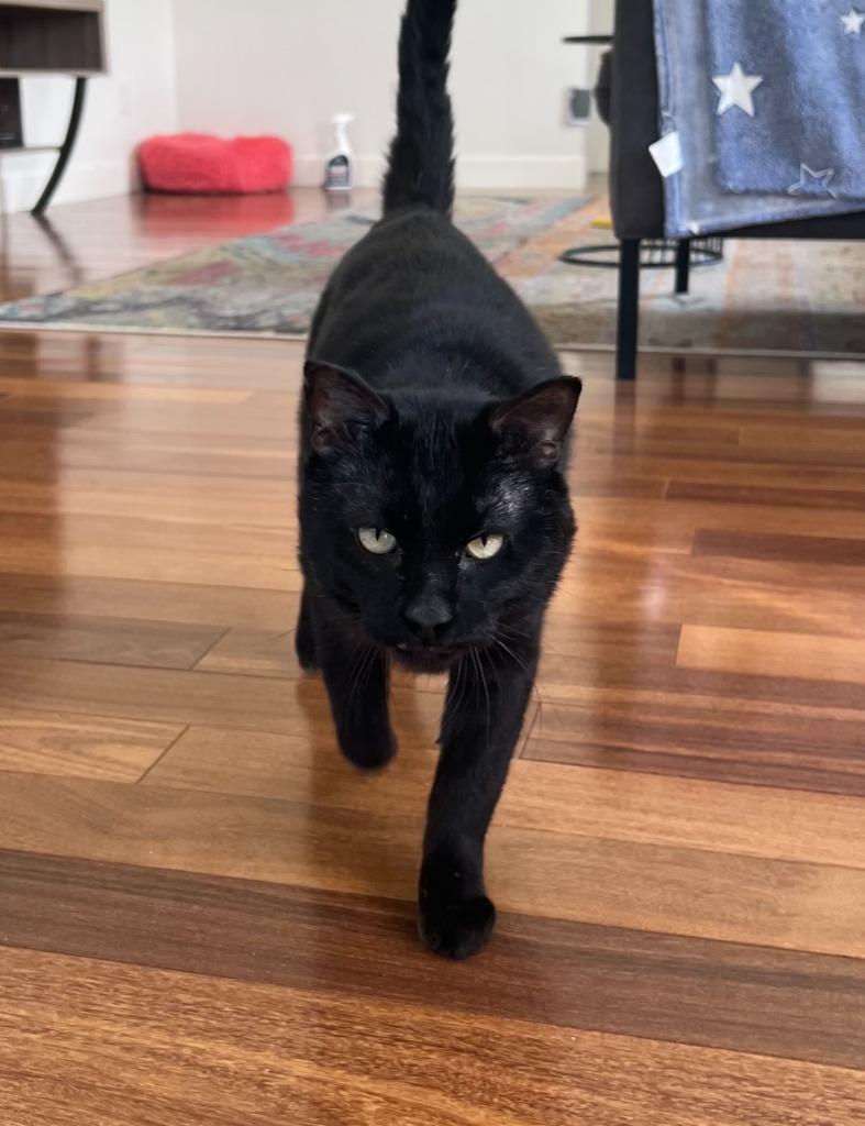 Enlarge Stitch - Pending Adoption / Shadow - Pending Adoption, a Adoptable mixed breed in Minneapolis, MN image 6/6