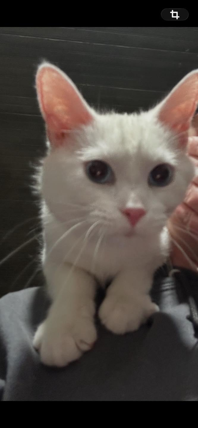 Enlarge Tony, a ADOPTABLE Domestic Short Hair in Richmond Dale, OH image 2/3