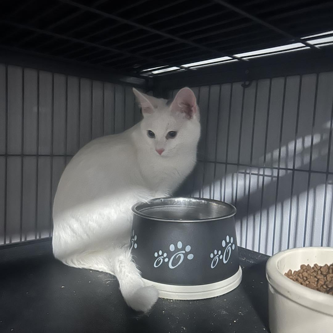 Tony, ADOPTABLE, Young Male Domestic Short Hair.