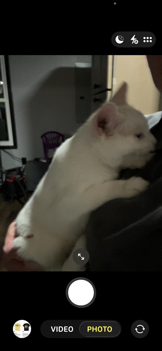 Enlarge Tony, a ADOPTABLE Domestic Short Hair in Richmond Dale, OH image 3/3