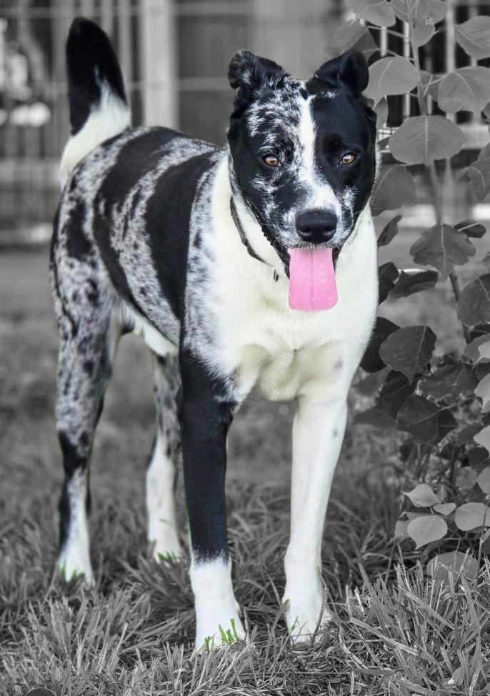 Rocky