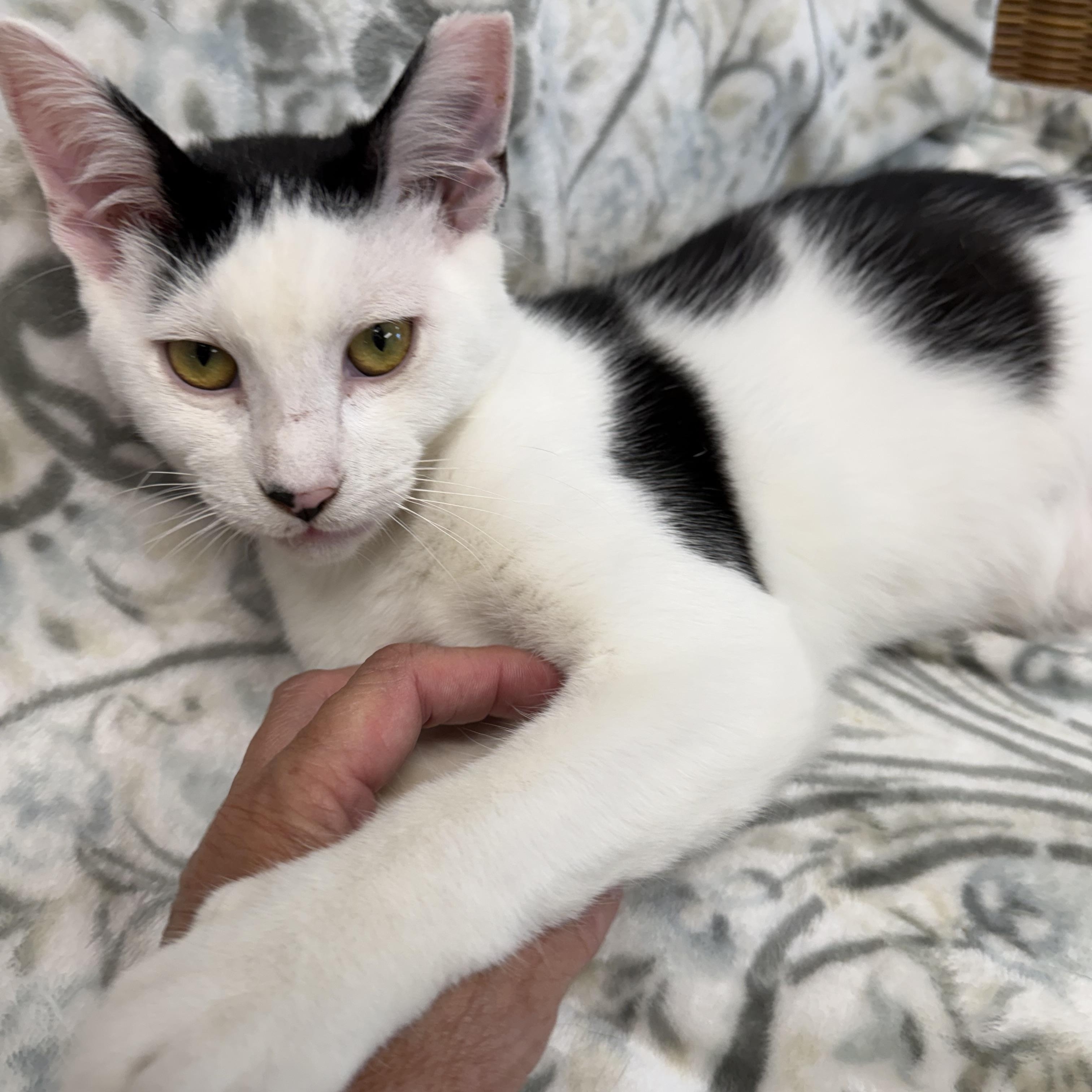 Enlarge Bishop, a ADOPTABLE Domestic Short Hair in Fernandina Beach, FL image 1/4