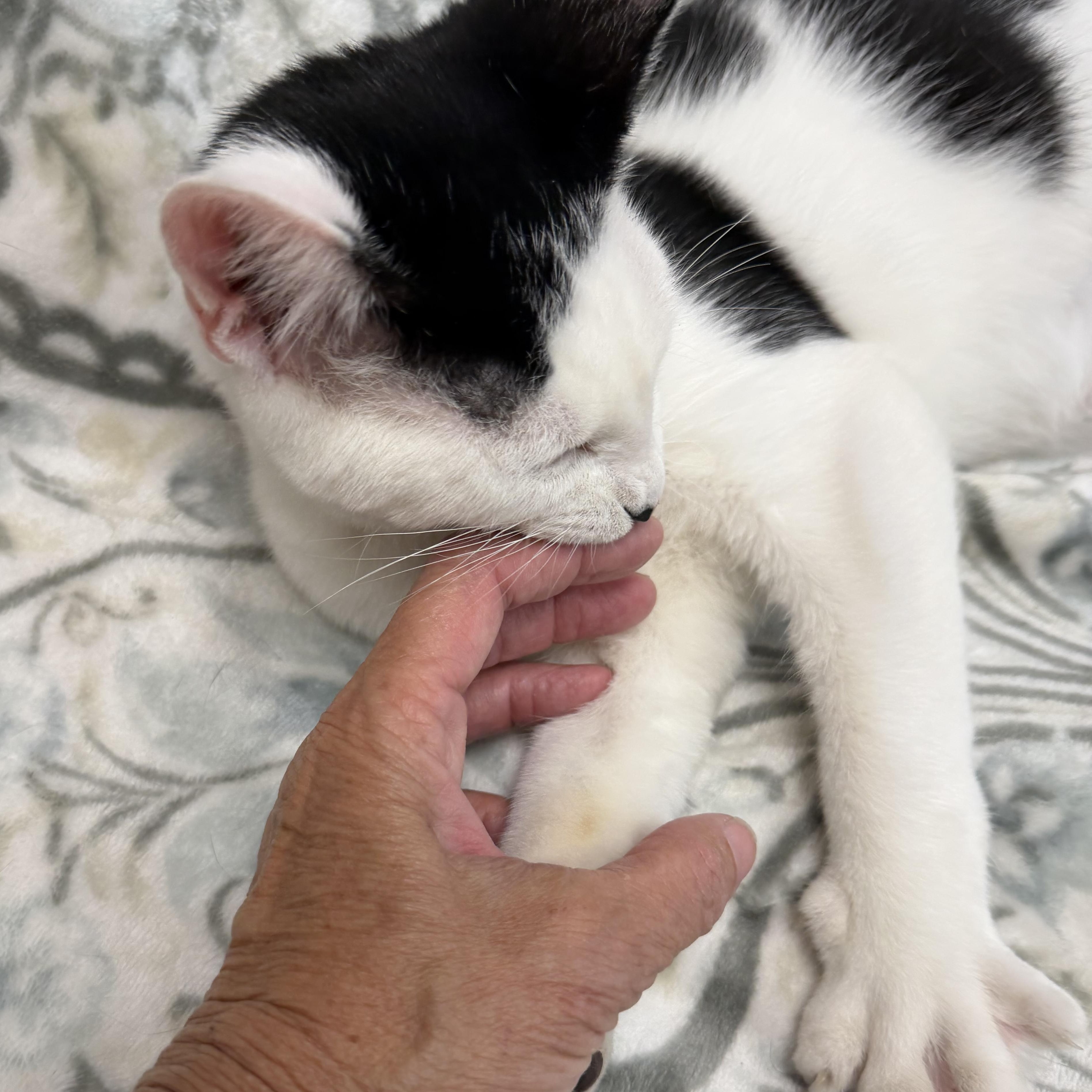 Enlarge Bishop, a ADOPTABLE Domestic Short Hair in Fernandina Beach, FL image 4/4