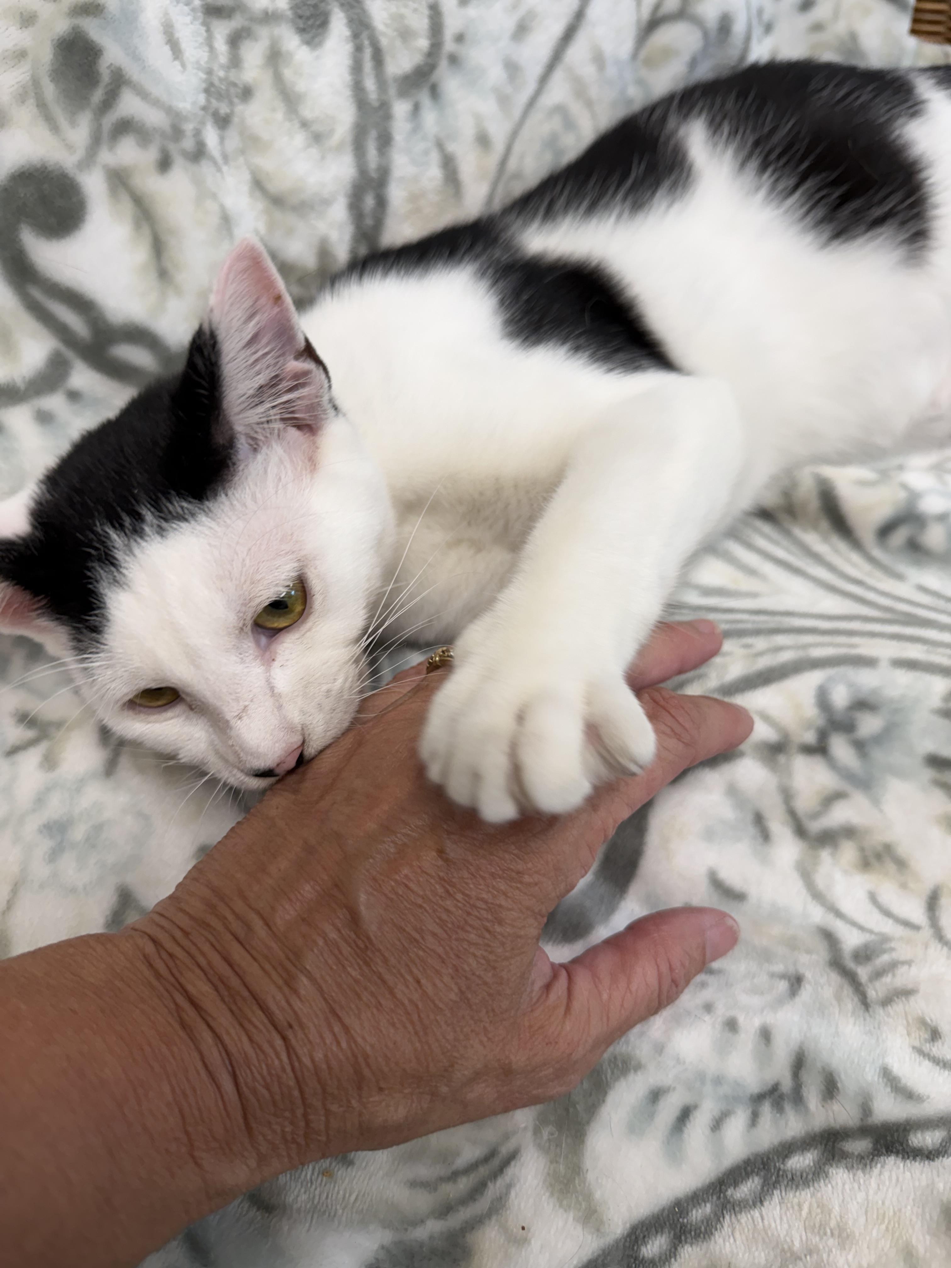 Enlarge Bishop, a ADOPTABLE Domestic Short Hair in Fernandina Beach, FL image 3/4