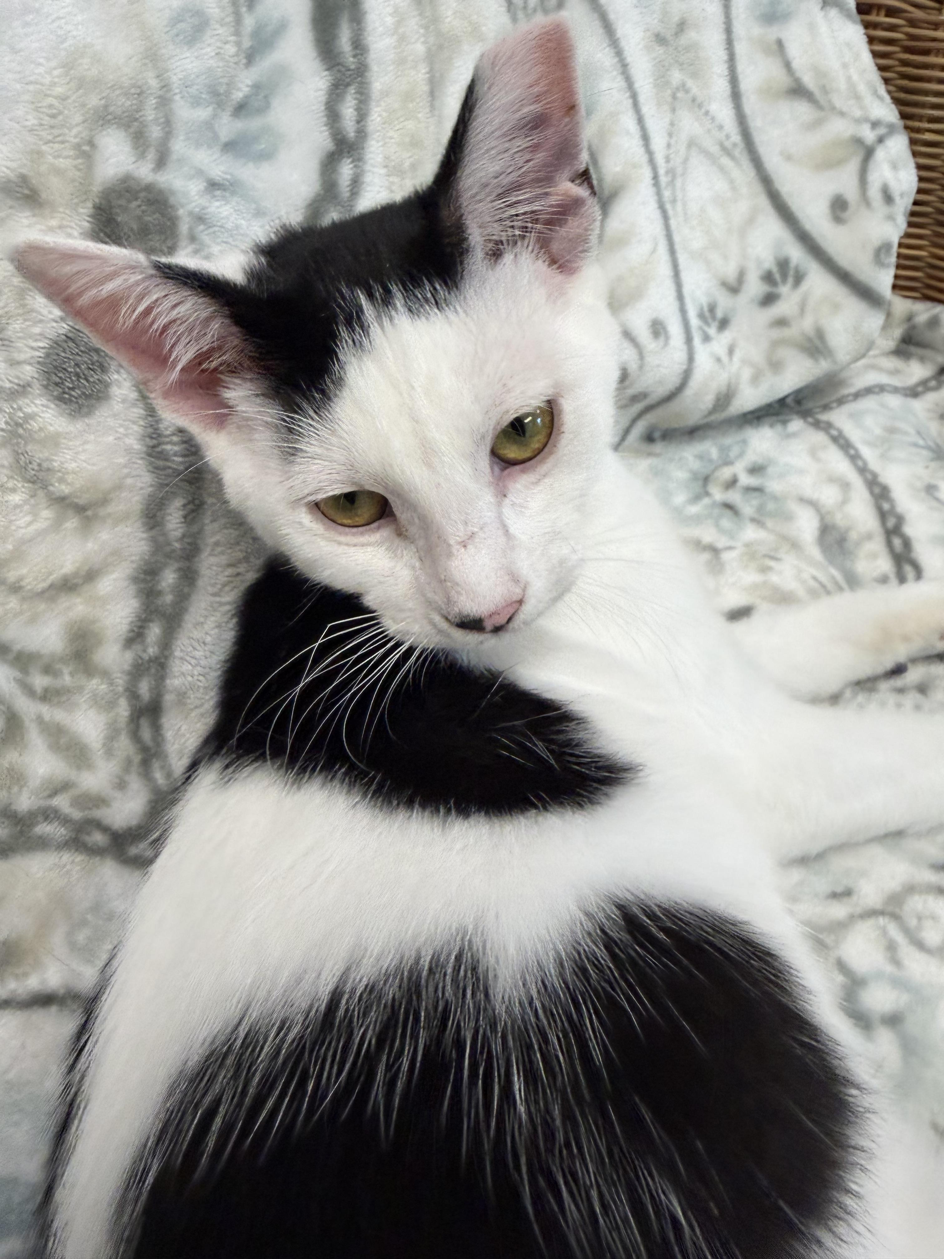 Enlarge Bishop, a ADOPTABLE Domestic Short Hair in Fernandina Beach, FL image 2/4