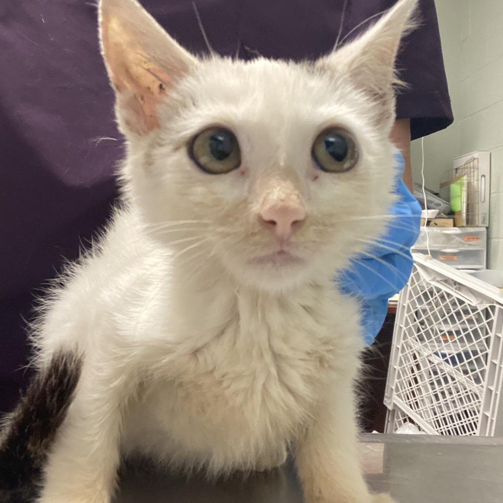 Lord Beerus, Adoptable, Kitten Male Domestic Short Hair.