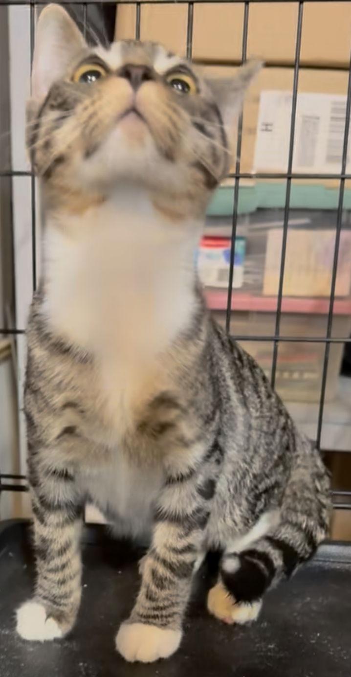 Enlarge Hocus, a Adoptable Tabby in Cuyahoga Falls, OH image 1/3