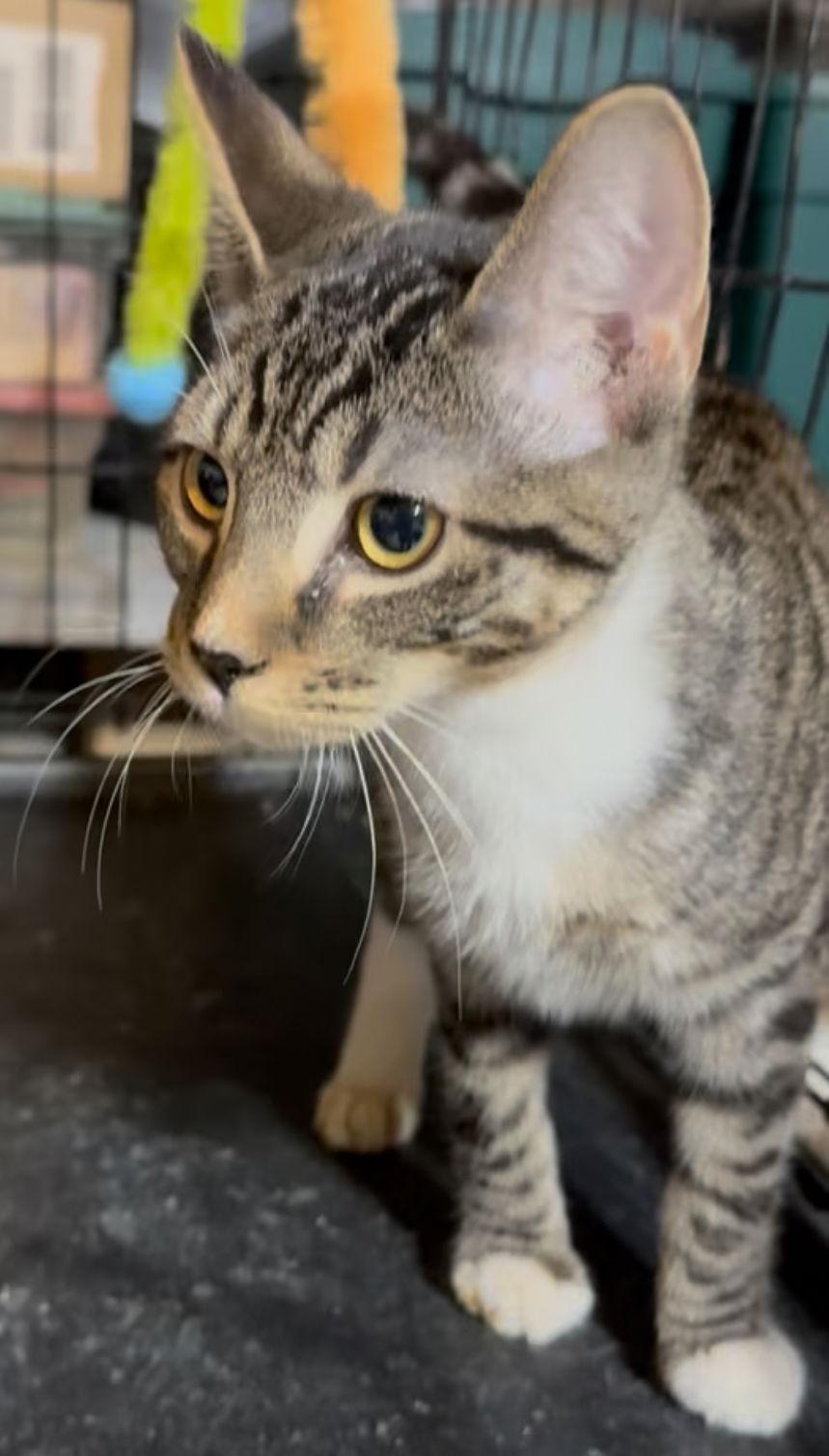 Enlarge Hocus, a Adoptable Tabby in Cuyahoga Falls, OH image 2/3