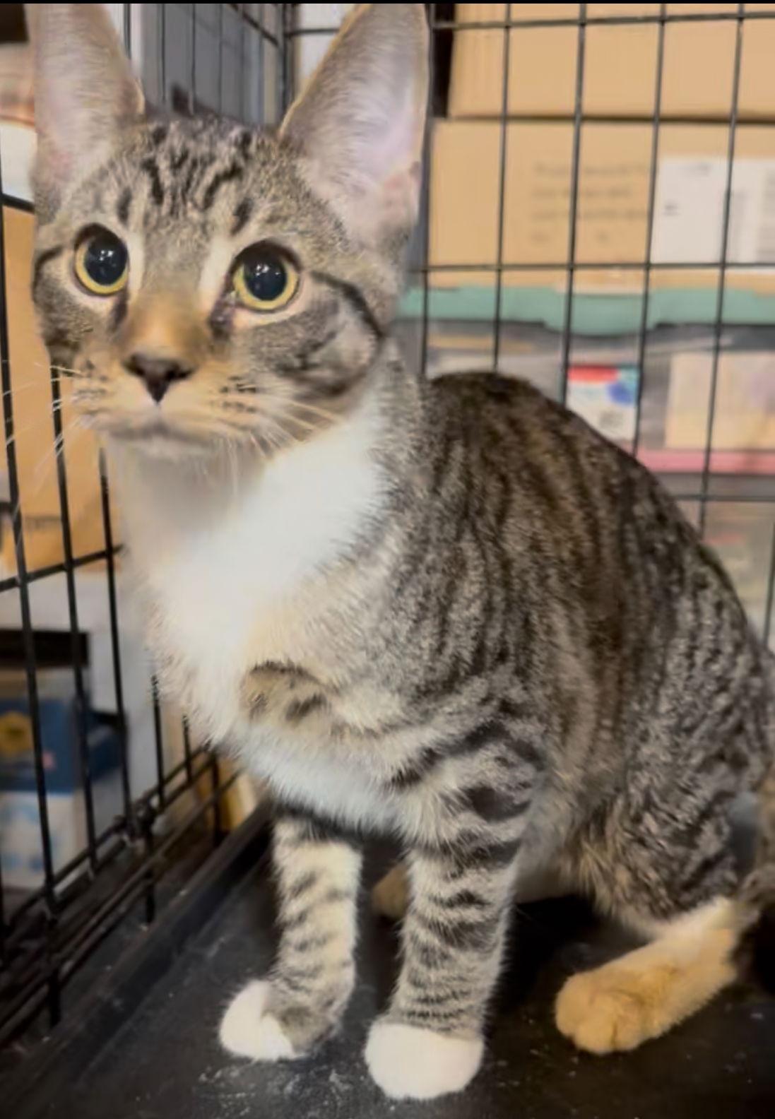 Enlarge Hocus, a Adoptable Tabby in Cuyahoga Falls, OH image 3/3