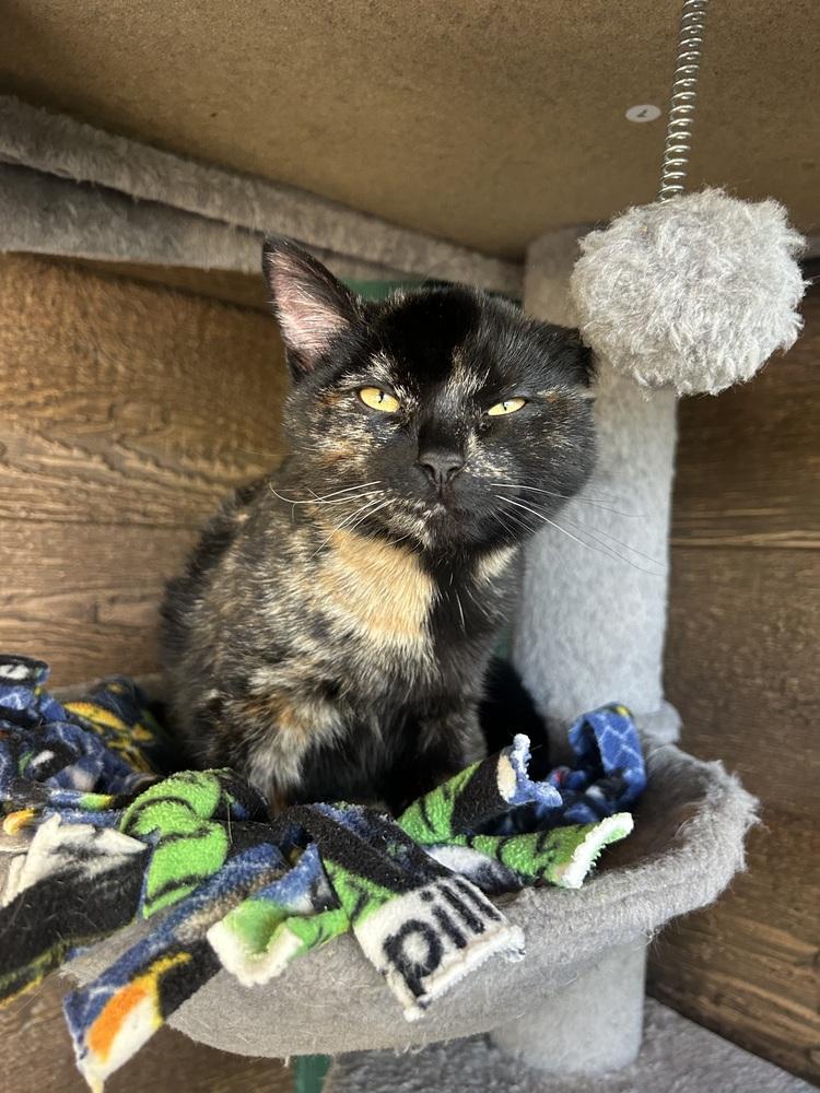 Echo, Adoptable, Kitten Female Domestic Short Hair.