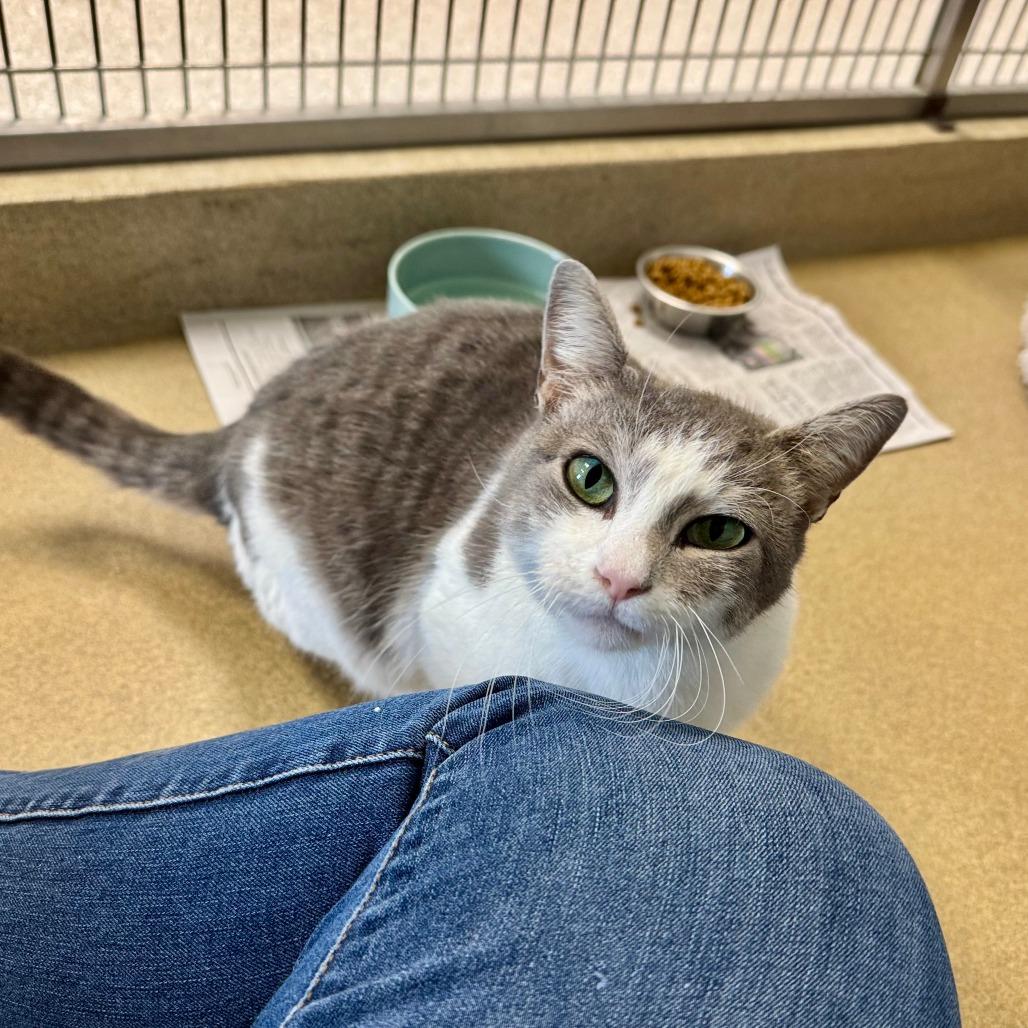 Enlarge Georgia, a ADOPTABLE Domestic Short Hair in Kansas City, KS image 1/3