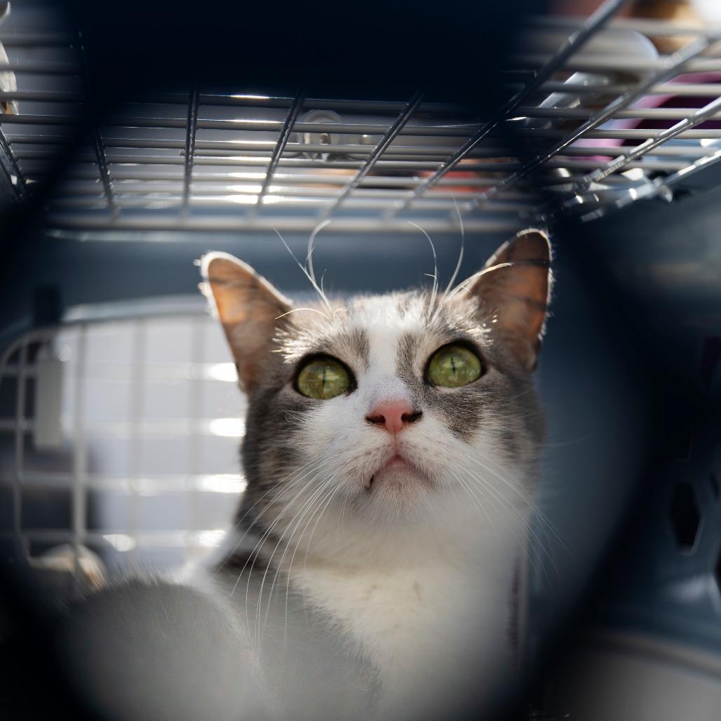 Enlarge Georgia, a ADOPTABLE Domestic Short Hair in Kansas City, KS image 3/3