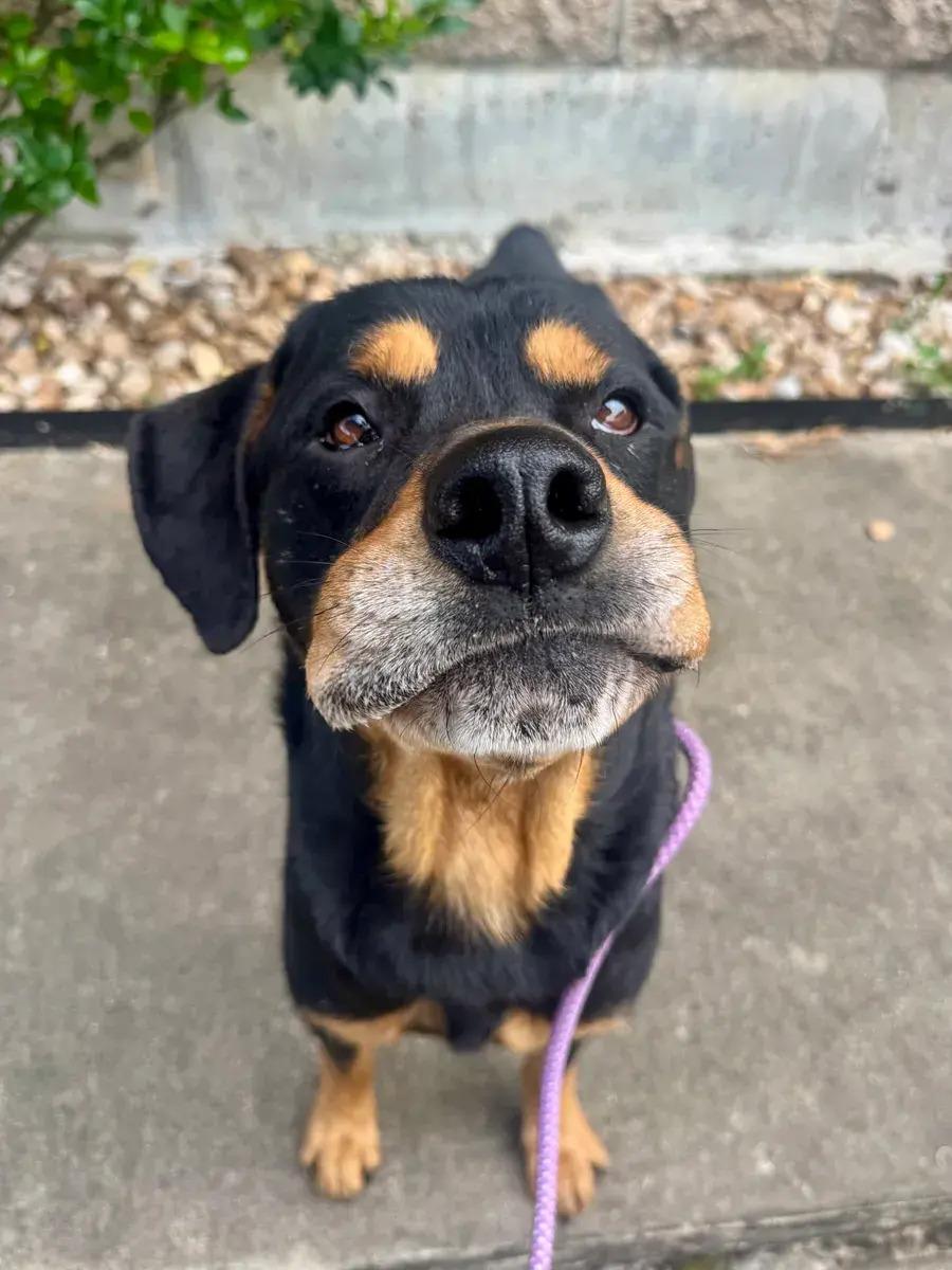Sam, adopted, Adult Male Rottweiler.