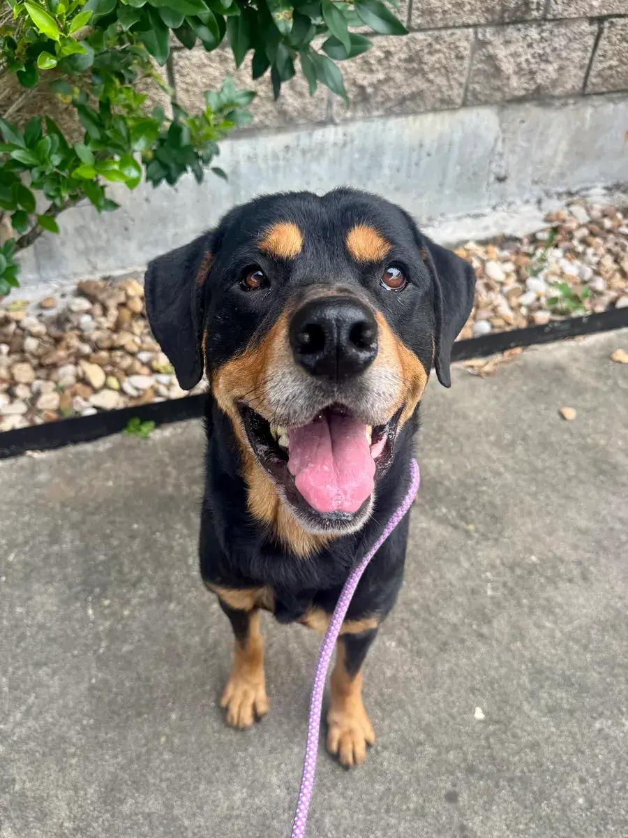 Enlarge Sam, an adopted Rottweiler in Polk, OH image 2/4
