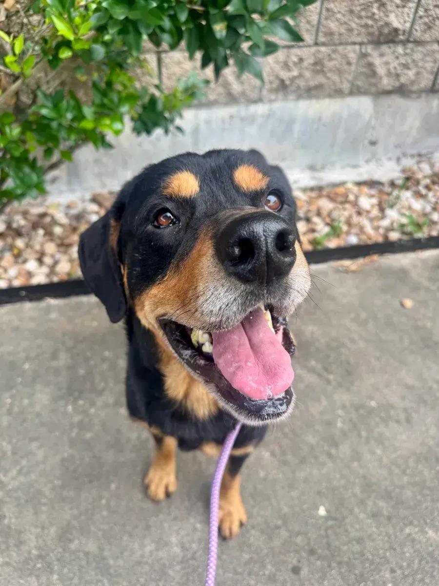 Enlarge Sam, an adopted Rottweiler in Polk, OH image 4/4