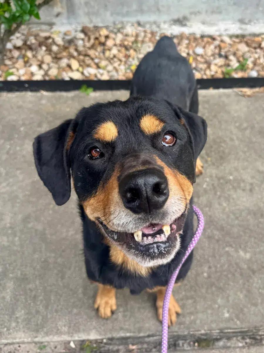 Enlarge Sam, an adopted Rottweiler in Polk, OH image 3/4