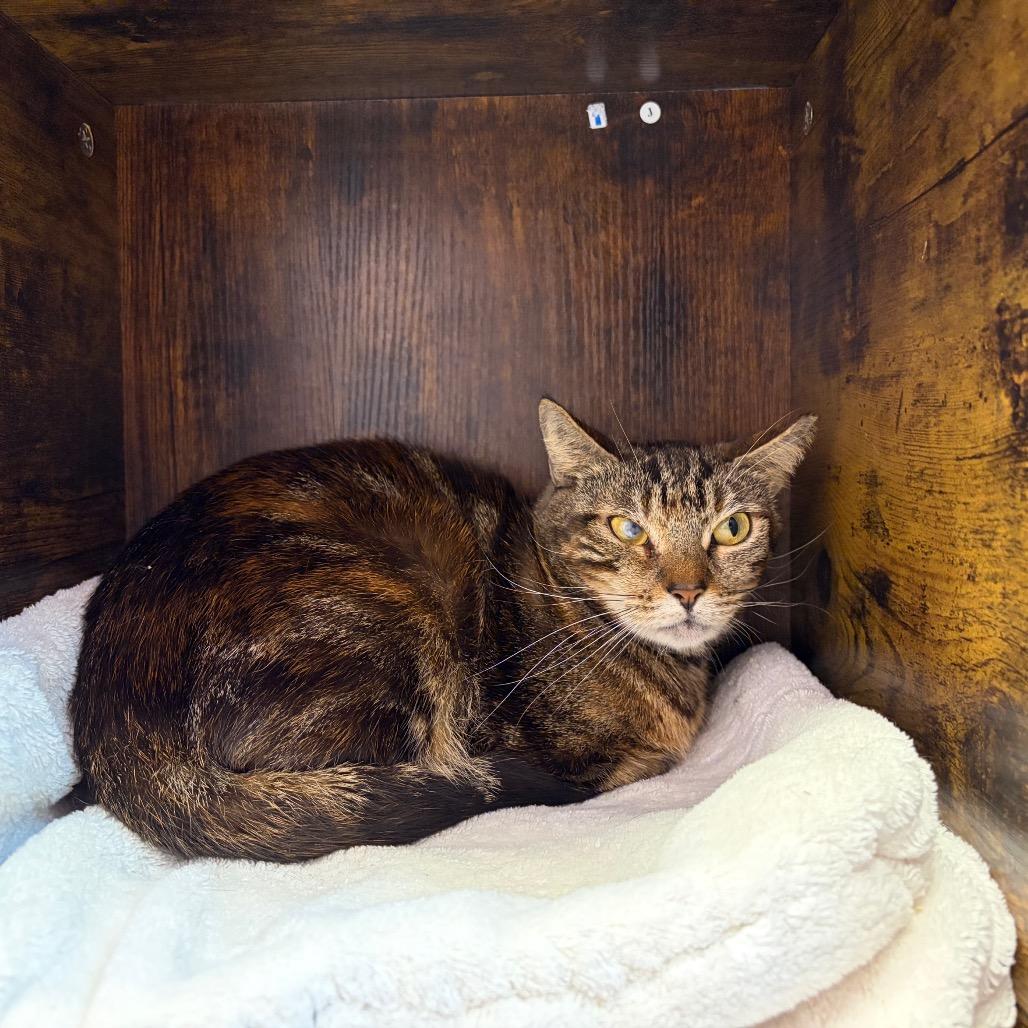 Enlarge Tipper, a Adoptable Domestic Short Hair in Boston, MA image 1/5