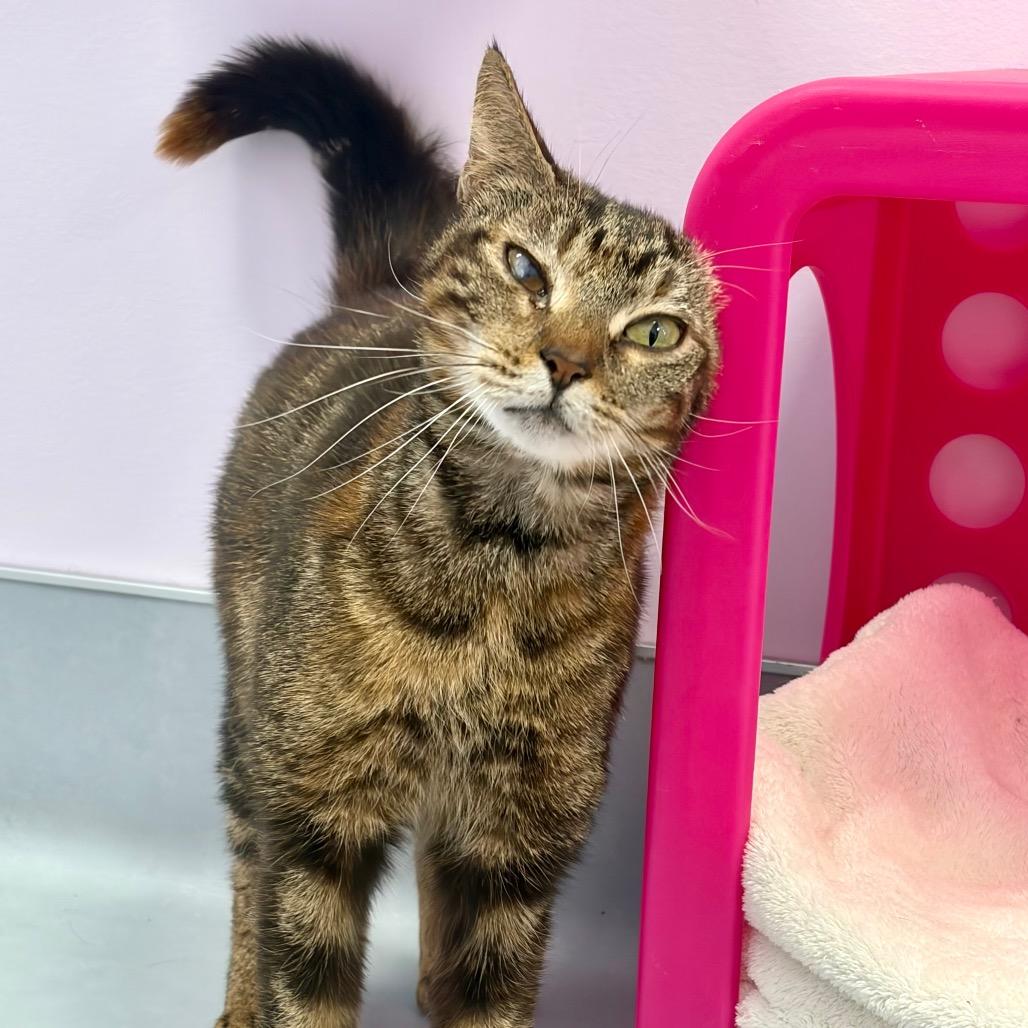 Enlarge Tipper, a Adoptable Domestic Short Hair in Boston, MA image 2/5