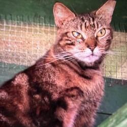 Enlarge Tipper, a Adoptable Domestic Short Hair in Boston, MA image 3/5