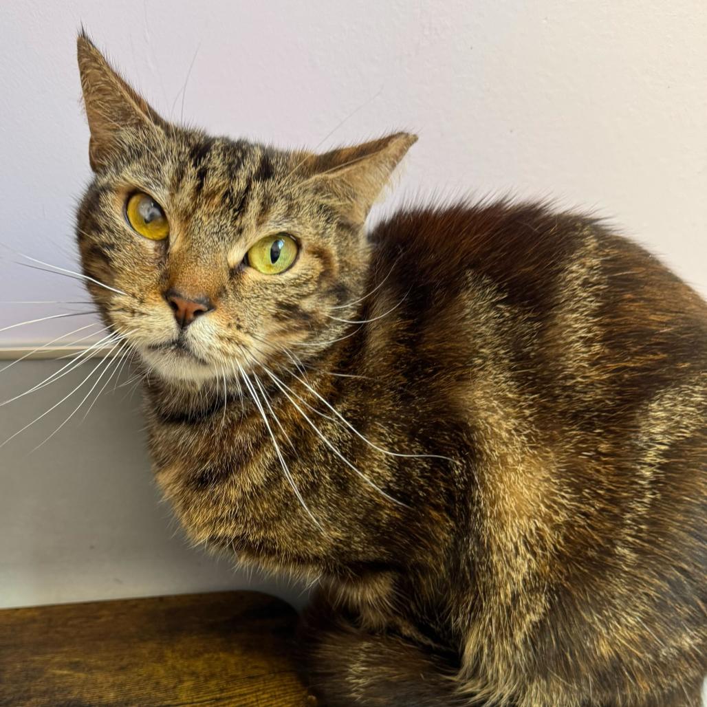 Enlarge Tipper, a Adoptable Domestic Short Hair in Boston, MA image 4/5