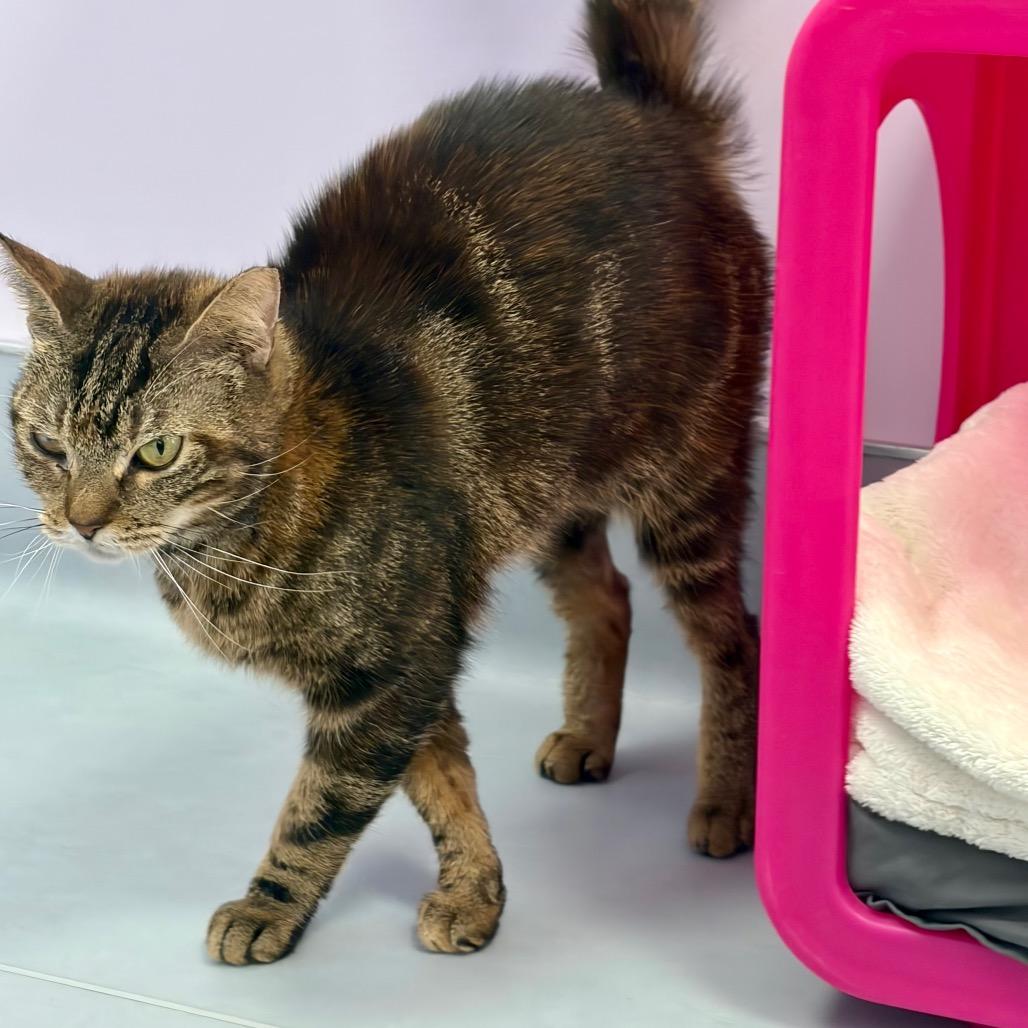 Enlarge Tipper, a Adoptable Domestic Short Hair in Boston, MA image 5/5