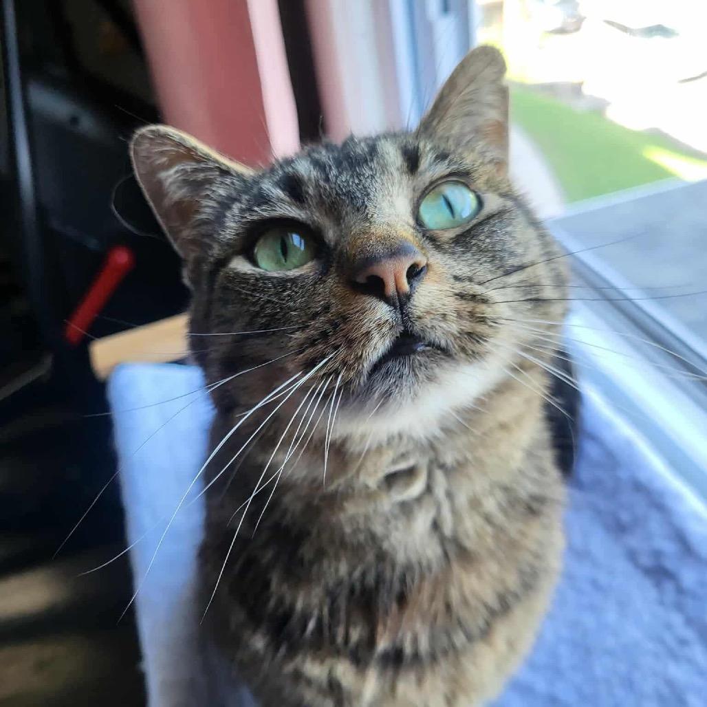 Wren — thumbnail 2