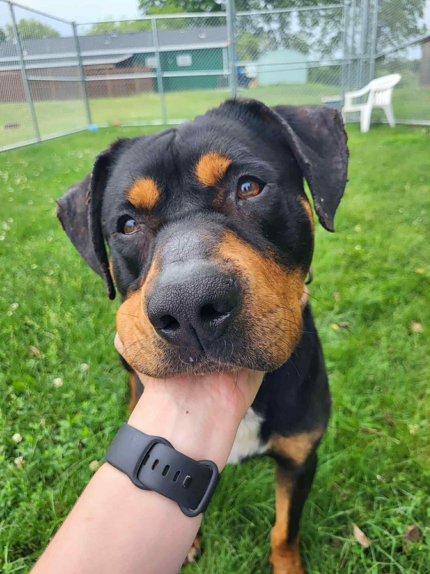 Enlarge Silas, an adoptable mixed breed in Lake Odessa, MI image 6/6