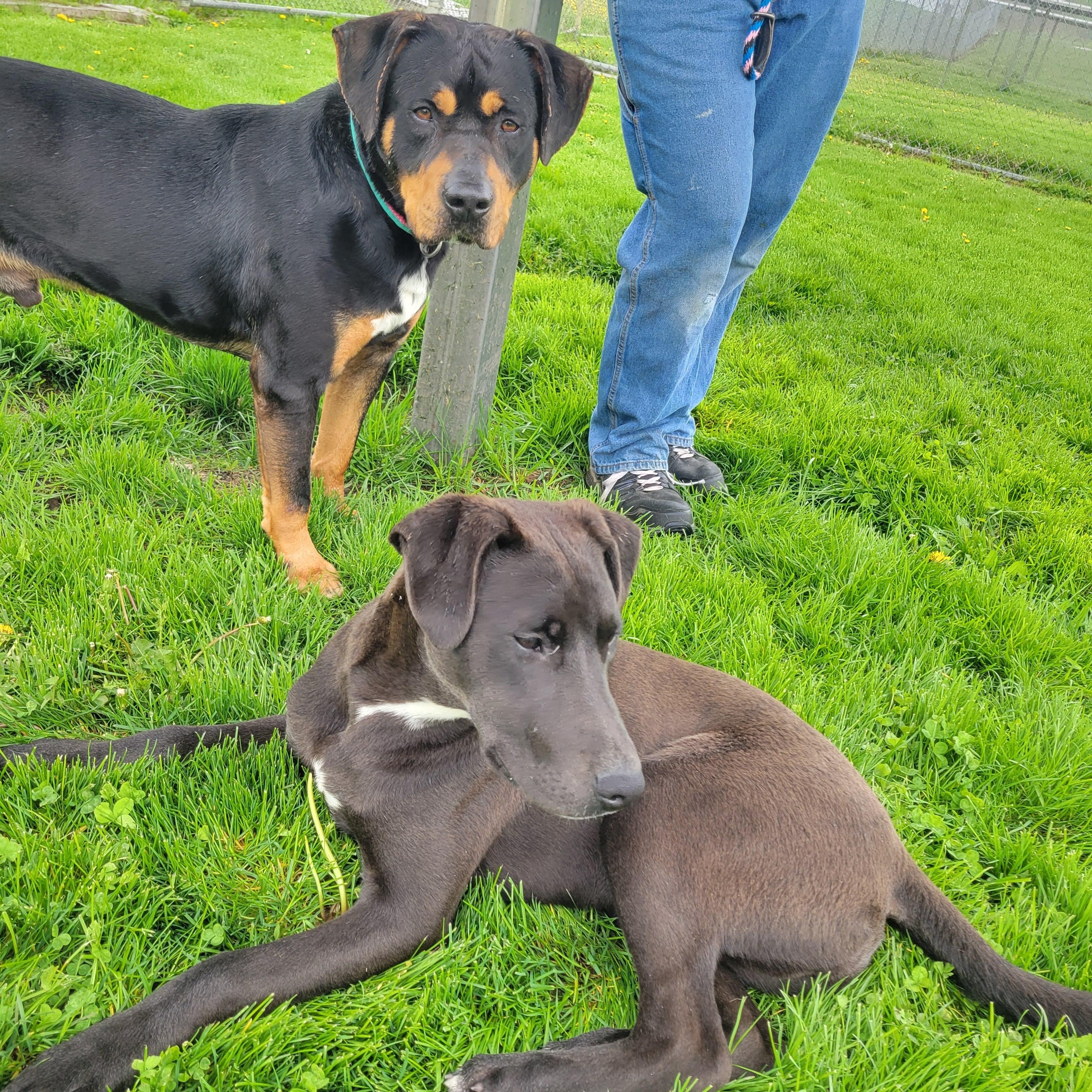 Silas, an adoptable mixed breed in Lake Odessa, MI image 4/6