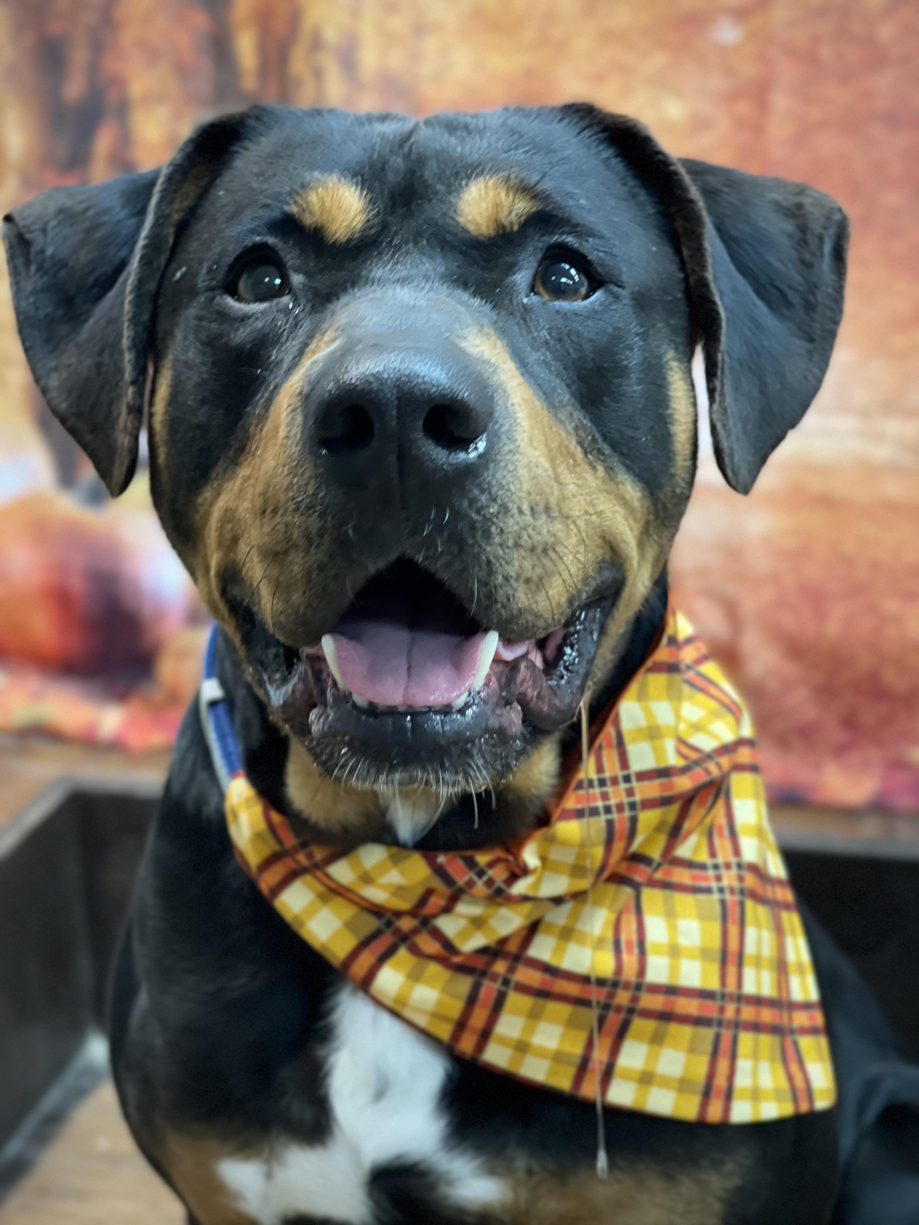 Enlarge Silas, an adoptable mixed breed in Lake Odessa, MI image 3/6