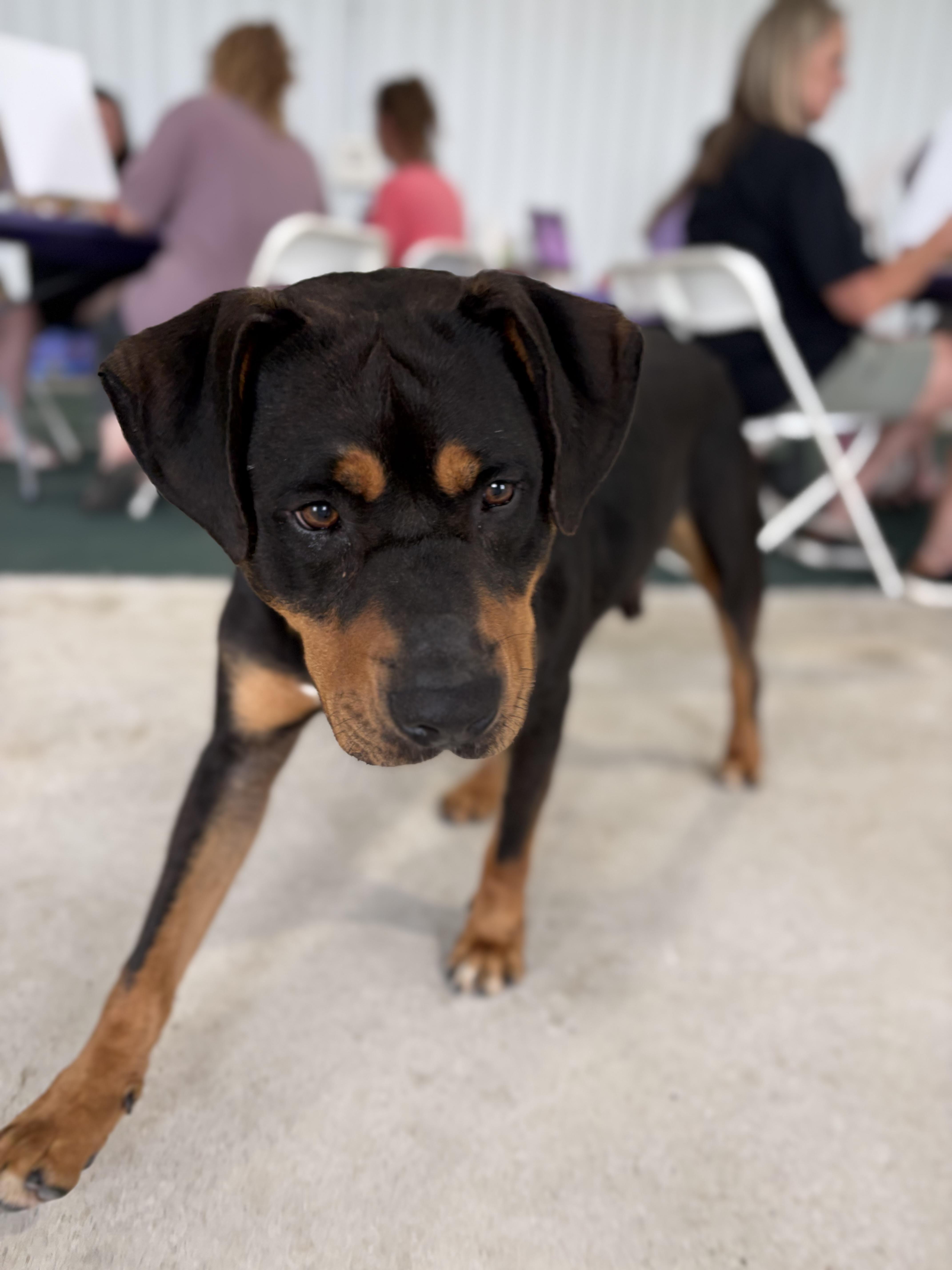Silas, an adoptable mixed breed in Lake Odessa, MI image 6/6