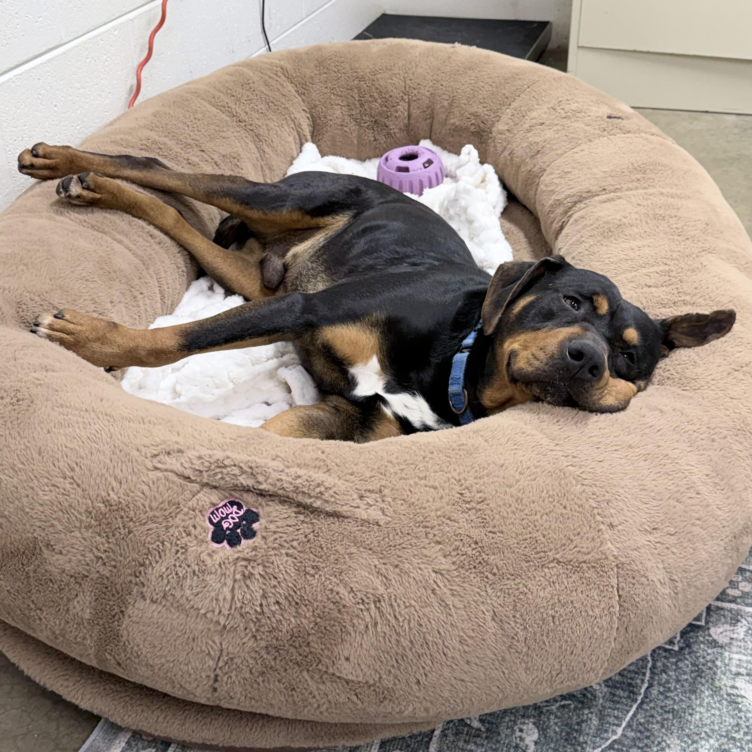 Enlarge Silas, an adoptable mixed breed in Lake Odessa, MI image 4/6