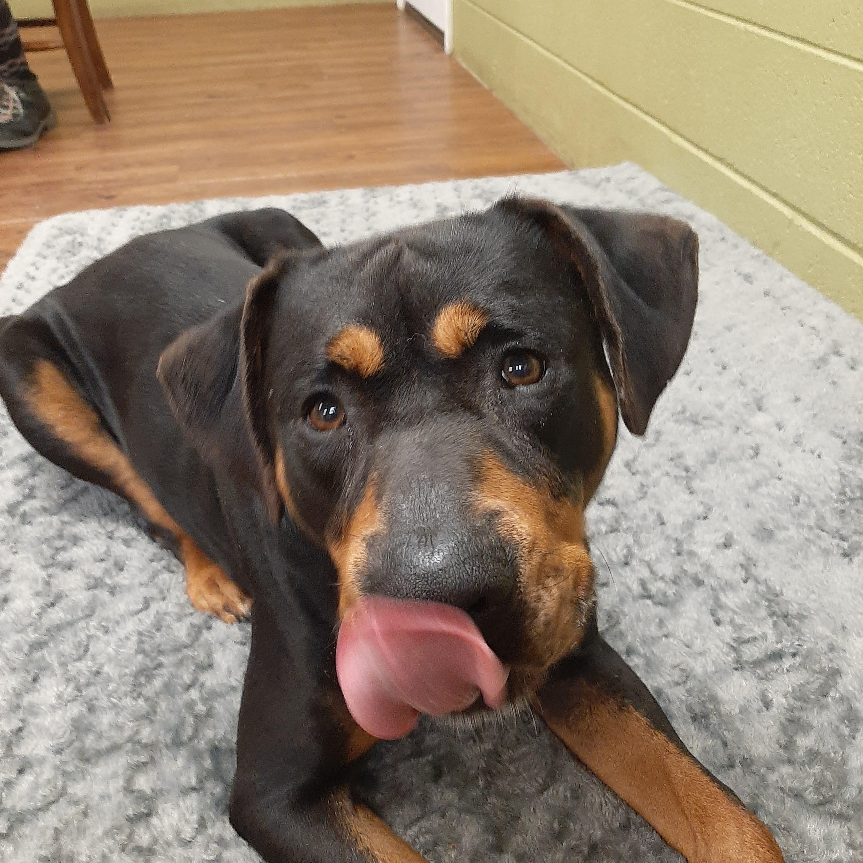 Silas, adoptable, Adult Male Rottweiler.