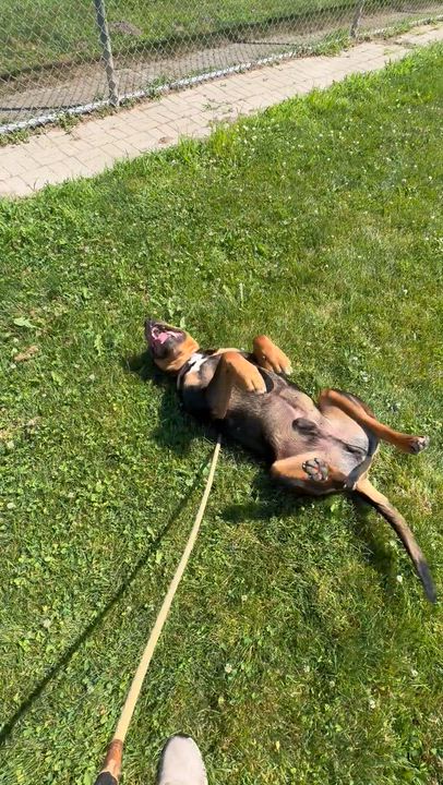 Enlarge Silas, an adoptable mixed breed in Lake Odessa, MI video 5/6