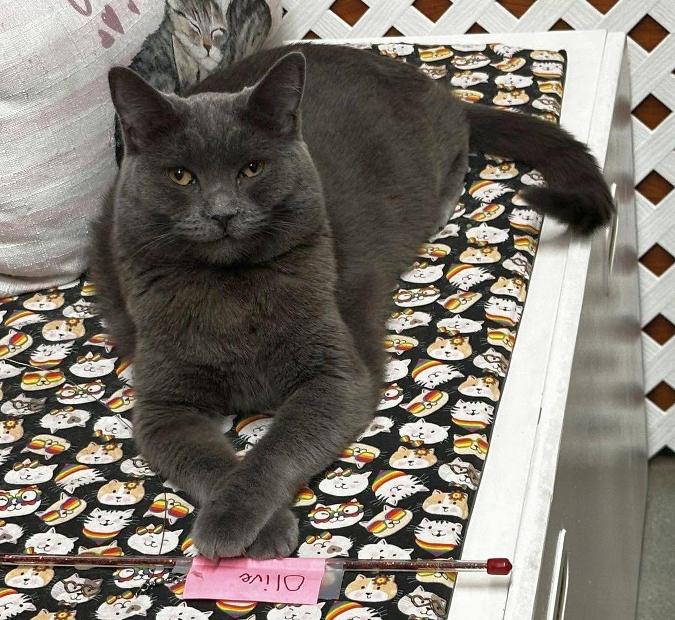 Olive, Adoptable, Adult Female Domestic Short Hair.