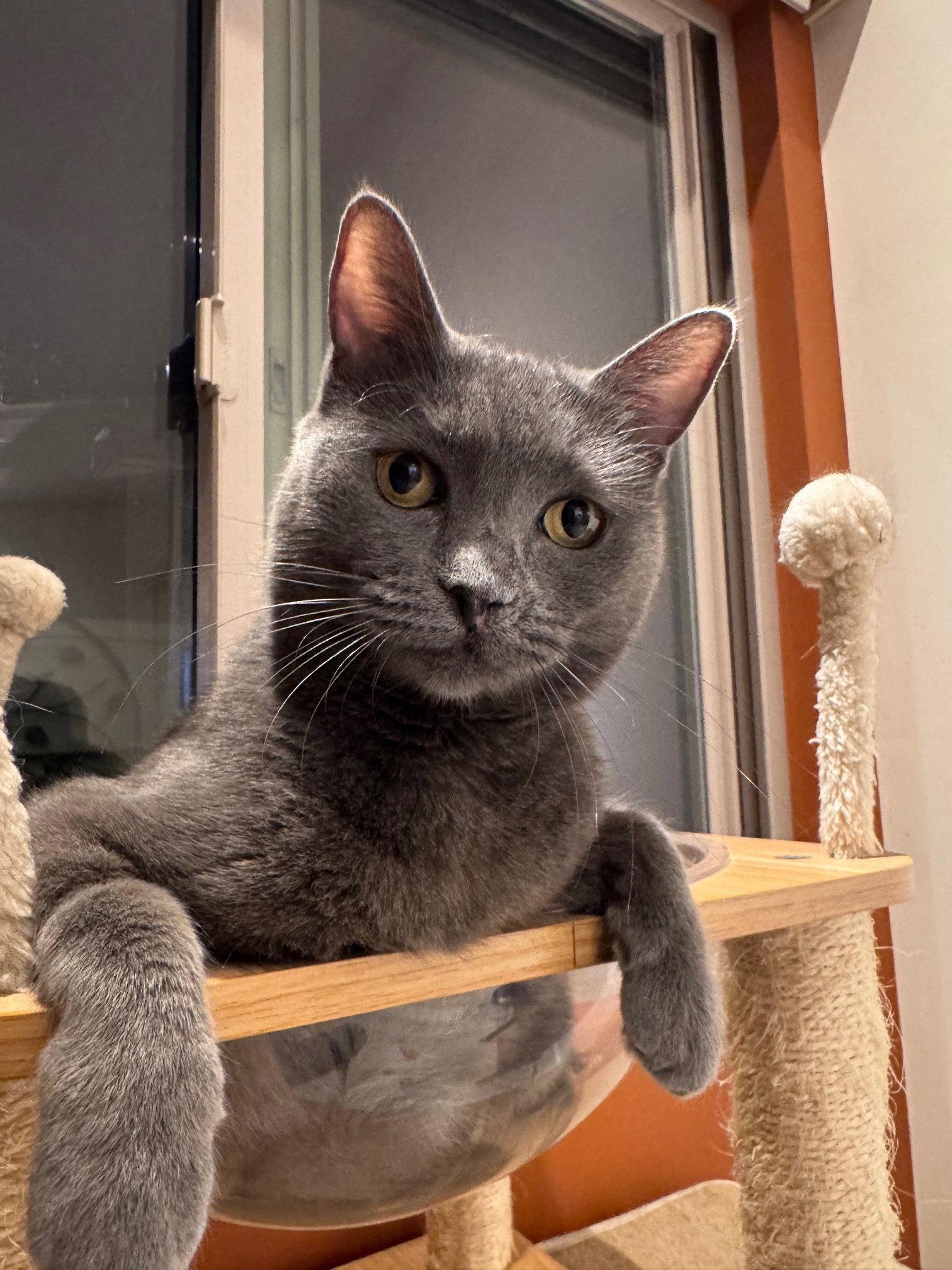 Olive, a Adoptable Domestic Short Hair in Seal Beach, CA image 2/3