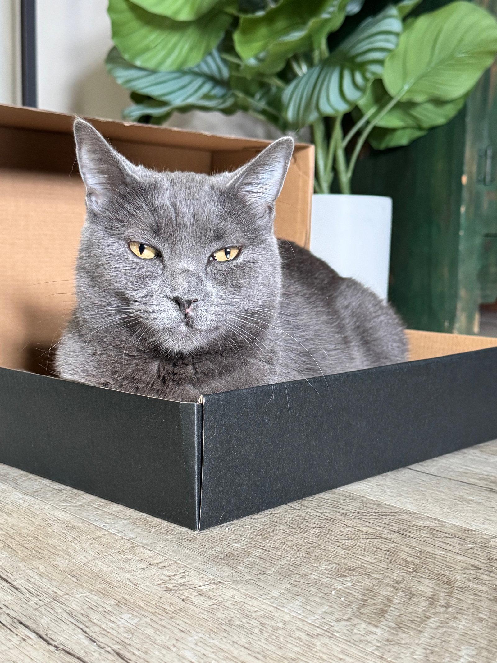 Olive, a Adoptable Domestic Short Hair in Seal Beach, CA image 3/3